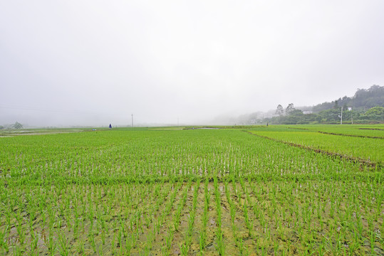 稻田