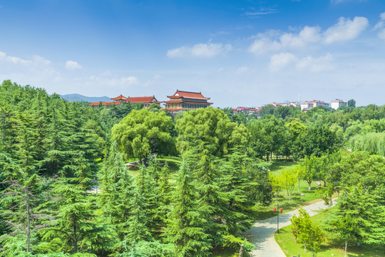 城市森林