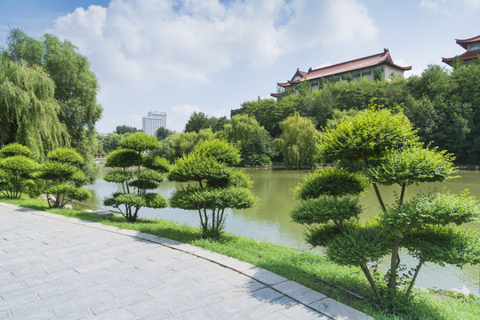 公园绿树造型