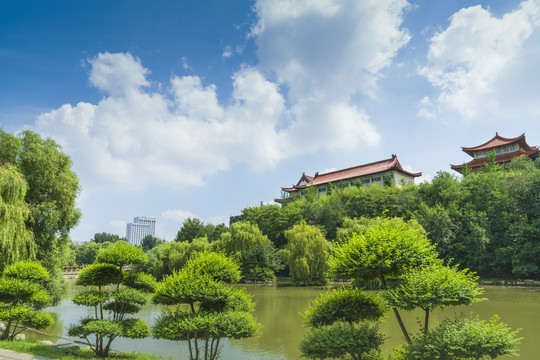 公园绿树造型
