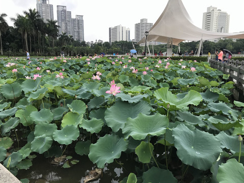 荷花