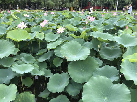 荷花