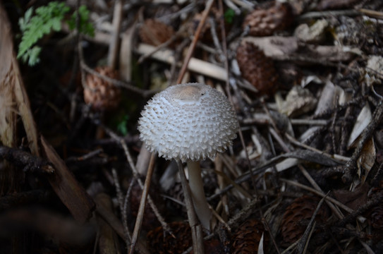 粗鳞大环柄菇