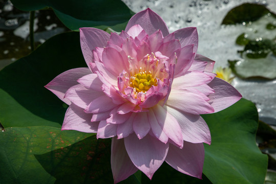 荷花