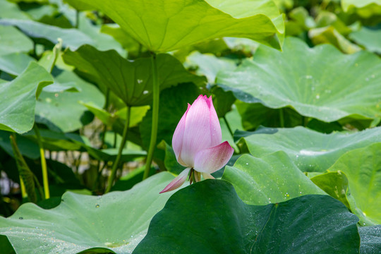 荷花