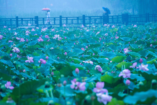 雨荷