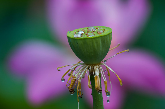 雨荷