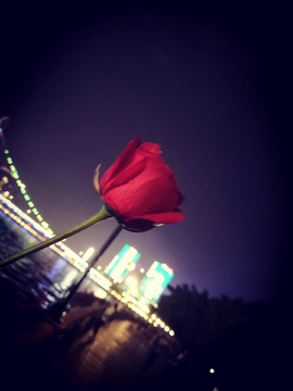 夜晚的红玫瑰
