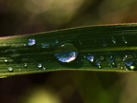 露水