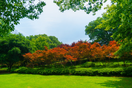 湖北武汉东湖风景区夏日风光