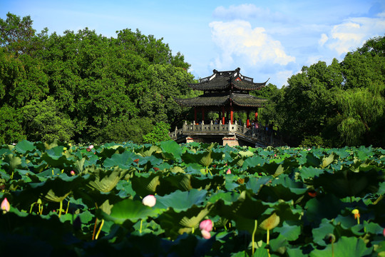 曲院风荷景区