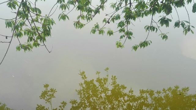 树枝湖面倒影