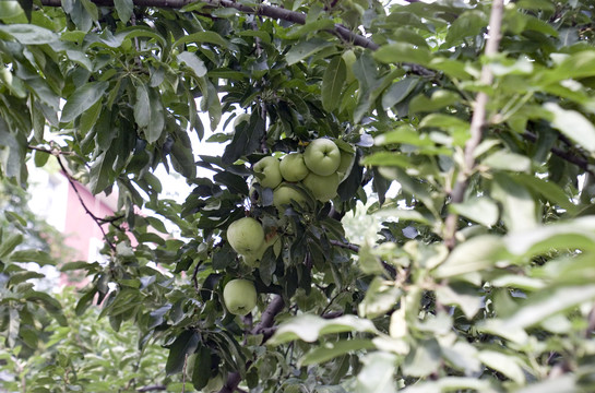 苹果树