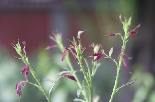 芽