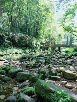 森林里的小溪河流风景