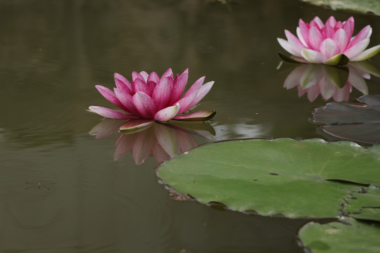 睡莲莲花