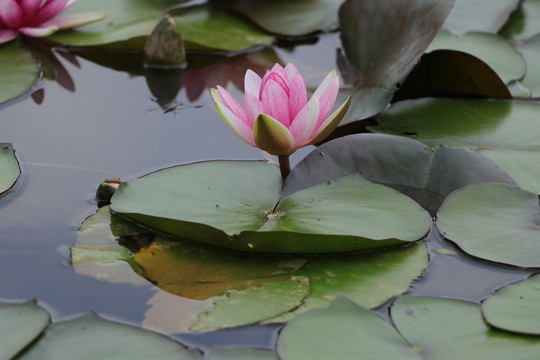 睡莲莲花