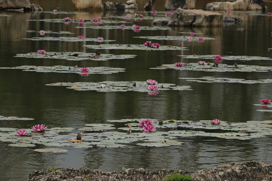 睡莲莲花