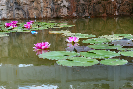 睡莲莲花