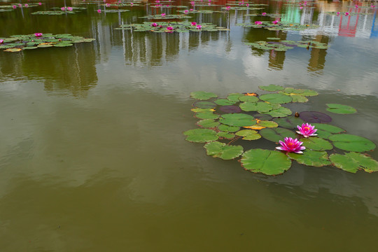 睡莲莲花