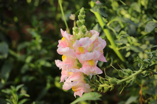 金鱼花