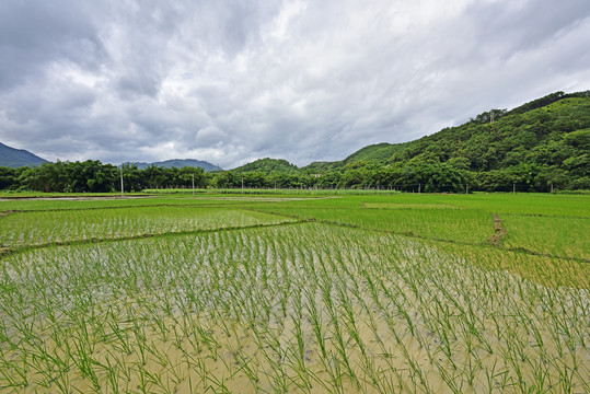 稻田