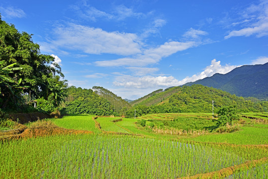 生态稻田