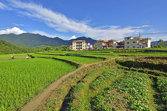 生态稻田