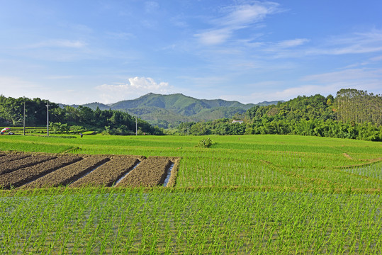 稻田