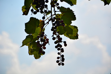 枝上的葡萄