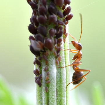 蚂蚁幼虫