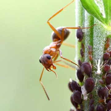 蚂蚁喂食