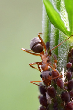 嫩芽和蚂蚁