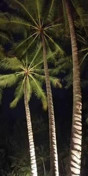 夜景椰子树