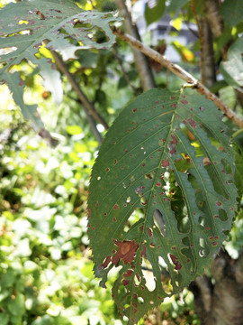 夏季果园果树病虫害素材