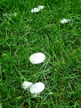 雨后小蘑菇