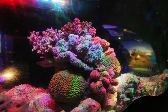 海洋珊瑚海底世界