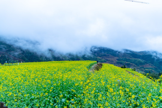 油菜花田风光