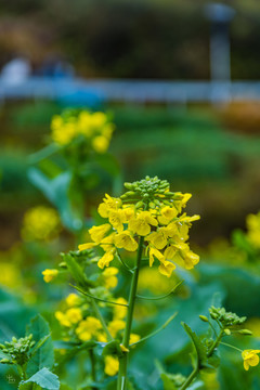 油菜花