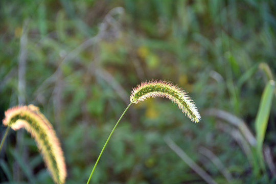 狗尾巴草