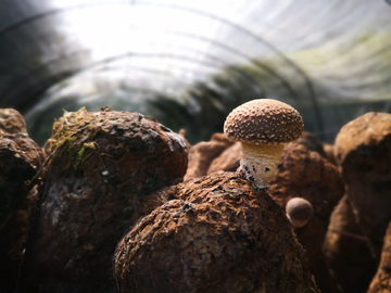 蘑菇种植