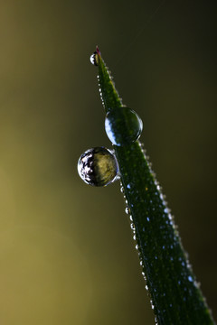 水珠