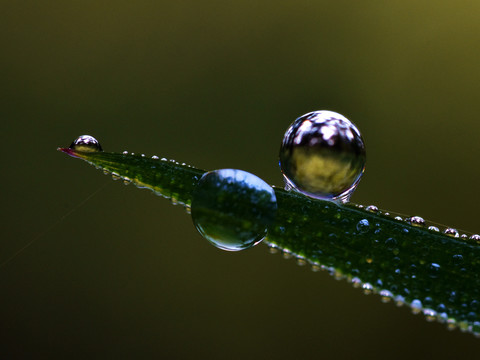 露水