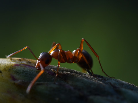 黄蚂蚁微距