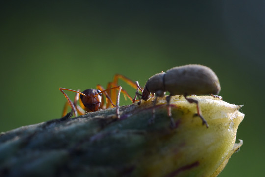 蚂蚁和象鼻虫