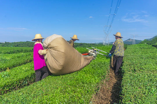 茶园风光