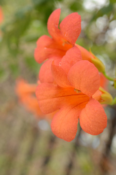 凌霄花特写