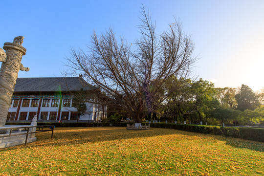 北京大学大雅堂华表草坪蓝天