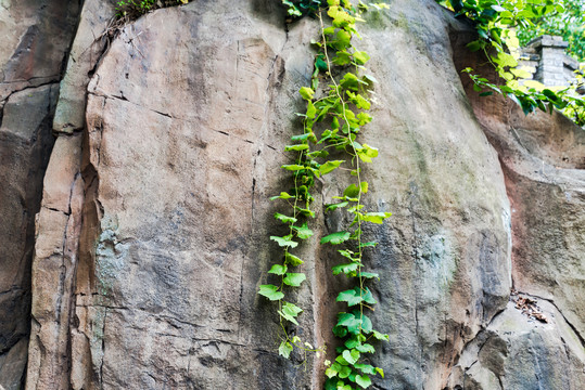 岩石假山上的爬藤绿植