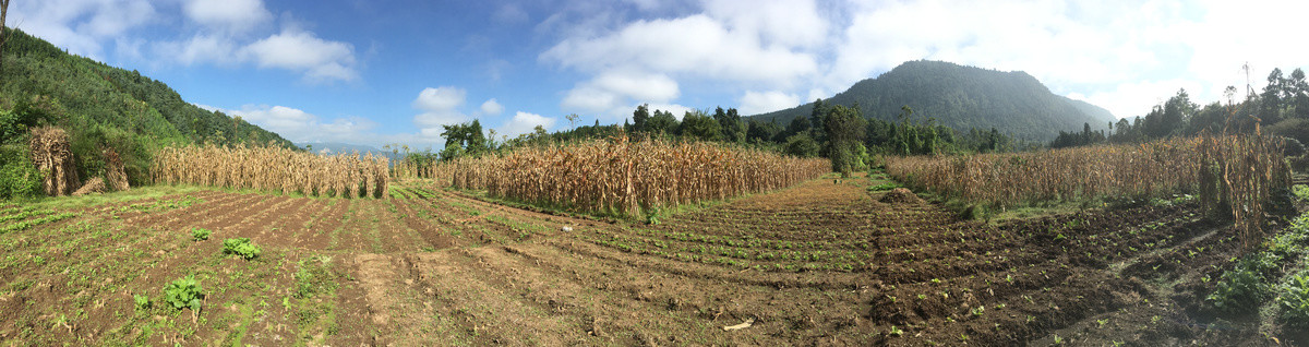 秋季的玉米地及大片农田